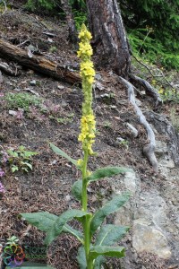 verbascum thapsus (1) (1200 x 800).jpg_product_product_product_product_product_product